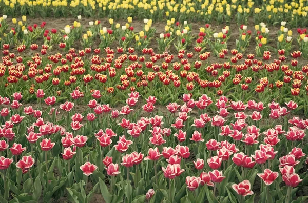 Broeikasbloemen. De natuur is mensen tegen stress. Prachtige gekleurde tulpenvelden. Nederland in het voorjaar. Kleurrijk tulpenveld, Nederland. bollenvelden in de lente. harmonie in meditatie — Stockfoto