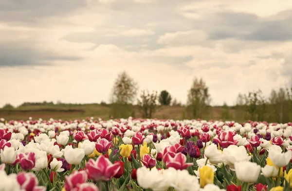 Spring floral background. Perfume fragrance and aroma. Flowers shop. Growing flowers. Netherlands countryside. Multicolored flowers. Tulip fields colourfully burst into full bloom. Happy womens day — Stock Photo, Image