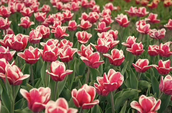 Lavorare con le piante. natura bellezza e freschezza. tulipani in vendita. Un sacco di fiori per il negozio. tulipano fioritura in primavera. campo di fiori di tulipano luminoso. campo estivo di fiori. giardinaggio e floristica — Foto Stock