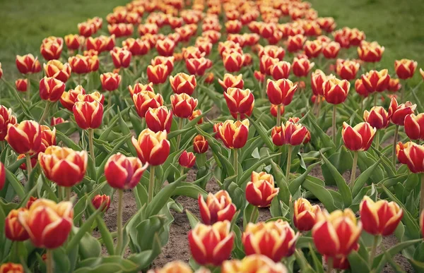 Vacaciones de verano. belleza del campo floreciente. famoso festival de tulipanes. Nature Background. grupo de tulipanes de vacaciones brillante cama de flores. Campos de tulipanes florecientes. parque paisajístico de primavera. país de tulipán —  Fotos de Stock