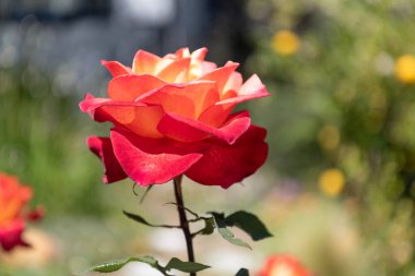 Güzellik çiçek açsın. Güzel gül doğal arka plan. Çiçek açan kırmızı yapraklı bir gül. Tür rosa