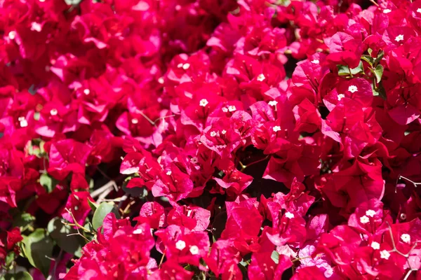 Blommande bougainvillea glabra. Mindre bougainvillea eller pappersblomma. Magenta kronblad blomma bakgrund — Stockfoto