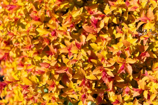 Foliage die een uitbarsting van kleur en textuur biedt. Kleurrijk blad. Dichter bij de natuur — Stockfoto