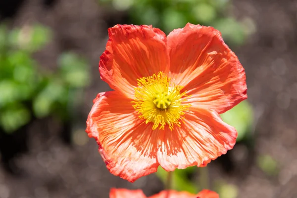 Blühende Pflanze mit orangefarbenen Blütenblättern in Blüte Wildblume blühenden natürlichen Hintergrund, Blume — Stockfoto