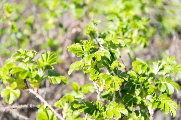 Grüner Strauch Zweige mit Frühlingsblättern Laub natürlichen Hintergrund, Busch — Stockfoto