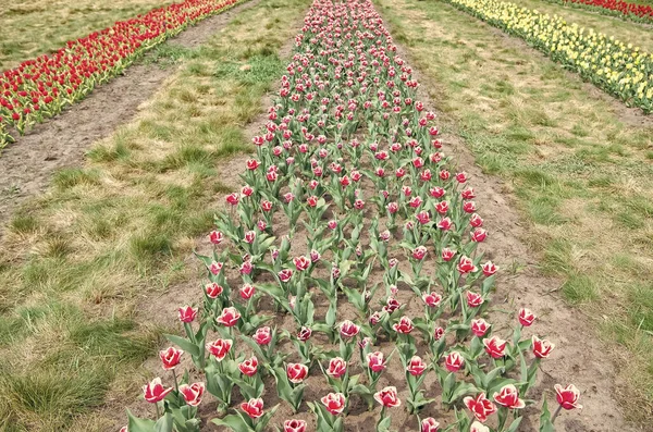 Venkovní výsadba. harmonie v meditaci. příroda je lidská antistresová. Krásná barevná tulipánová pole. Holandsko na jaře. Barevné pole tulipánů, Nizozemsko. žárovková pole na jaře — Stock fotografie