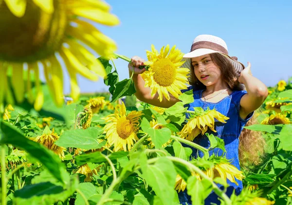 Buena planta. felicidad infantil. retrato de niño feliz con hermoso girasol. niño alegre en sombrero de paja entre flores amarillas. niña en el campo de girasol de verano. feliz día de los niños —  Fotos de Stock