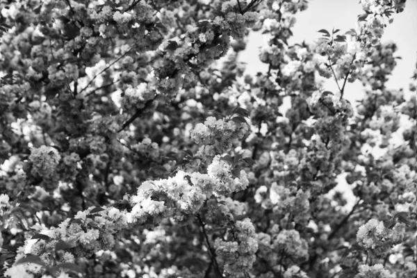 Różowy kwiat sakury. kwiatowe tło. kwitnąca wiosenna natura. ciepły letni dzień. Piękno sezonu. Kwitną drzewa wiśni. kwitnąca różowa sakura. zabieg spa. zapach kobiecych perfum. japonki sakura — Zdjęcie stockowe