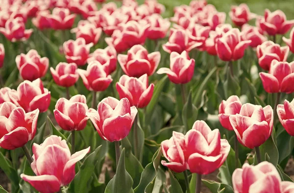 Kontekst natury. grupa różowy wakacje tulipan flowerbed. Kwitnące pola tulipanów. park krajobrazowy. kraj tulipanów. Piękno kwitnącego pola. słynny festiwal tulipanów. Idealny wiosenny dzień — Zdjęcie stockowe