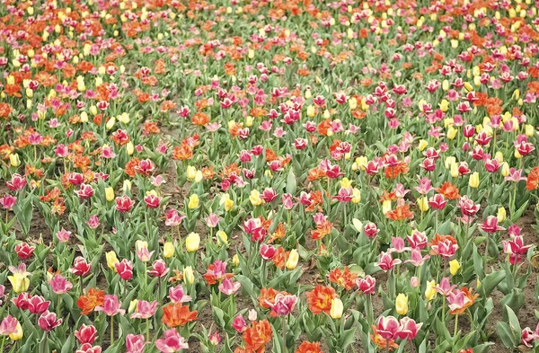 Podívej se na to. tulipány na zahradě. Magická jarní krajina s květinami. Úžasné pole tulipánů v Holandsku. relaxovat a zvládání stresu. tulipány na jaře. Jarní květinové pozadí. Krajina Nizozemska — Stock fotografie