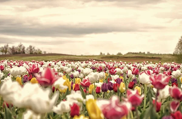 Paesaggio di tulipani olandesi. Stagione primaverile. Colorato campo di tulipani primaverili. fiori vivaci multicolori. bellezza della natura. godere di fiori stagionali. Fiori multicolori in campo. copia spazio — Foto Stock