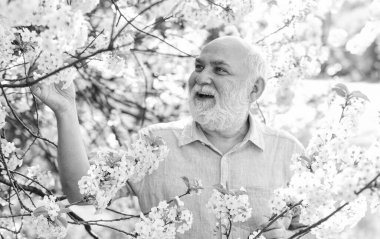 Botanikçi ağacı inceliyor. Botanik merakı. Etraftaki dünyayı keşfet. Bahçe güneşli gününde emekli. Yaşlı adam kiraz çiçeklerini sever. Bahçede sakallı büyükbaba. Erkekler bahar doğasını sever. Bahçıvanlık hobisi