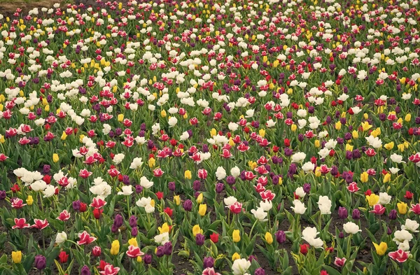 Kwiaty wymagają dobrej opieki. grupa kolorowe wakacje tulipan flowerbed. Kwitnące pole tulipanów. park krajobrazowy. kraj tulipanów. Piękno kwitnącego pola. słynny festiwal tulipanów. Kontekst natury — Zdjęcie stockowe