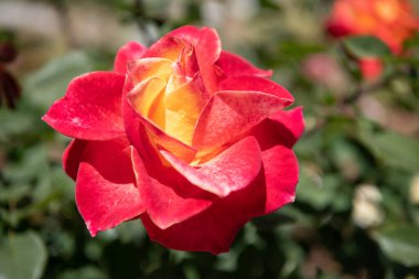 Çiçek açan kırmızı yapraklı çalılar doğal arka planda, gül