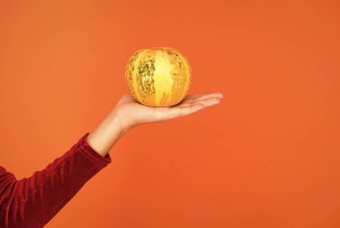 Cadılar bayramın kutlu olsun. Sonbahar hasadı. Sağlık için yararlı. Vitamin dolu. Çocuklar için organik diyet. Cadılar bayramı balkabağı sebzesi çocuğun elinde geleneksel yemek olarak.