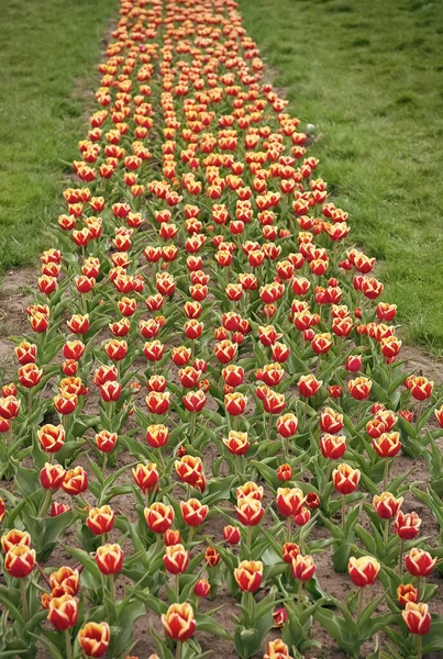 Tavaszi szépség. friss tavaszi virágok. Szedd össze a csokrot. színes, vibráló virágok. mező tulipánnal Alföldeken. tulipán mező különböző típusú és színű. természetjárás Európában — Stock Fotó