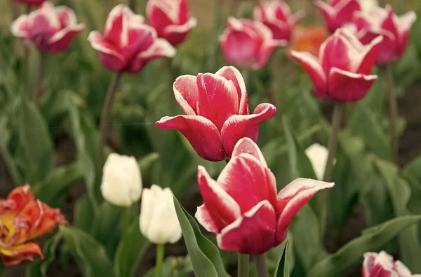 Zahradnictví a květinářství. přírodní krása a svěžest. Pěstování tulipánů na prodej. květiny do obchodu. tulipán kvete na jaře. jasné pole tulipánů. letní pole květin. Začátek života — Stock fotografie