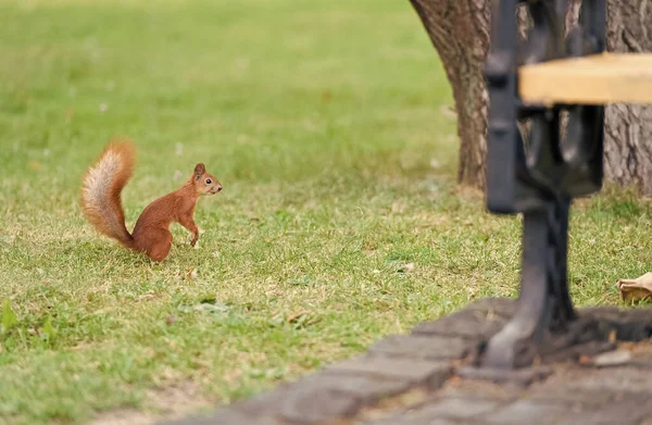 Atrações da vida selvagem. Esquilo vermelho jogar no parque de verão. Animal selvagem na grama verde. Pequeno roedor de cauda ao ar livre. Preservação da vida selvagem. Beleza natural. Sente-o perto de ti. — Fotografia de Stock