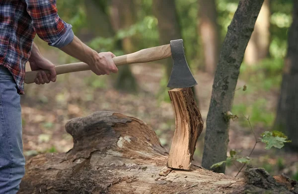 Mains de bûcheron avec hache couper un arbre, forêt — Photo