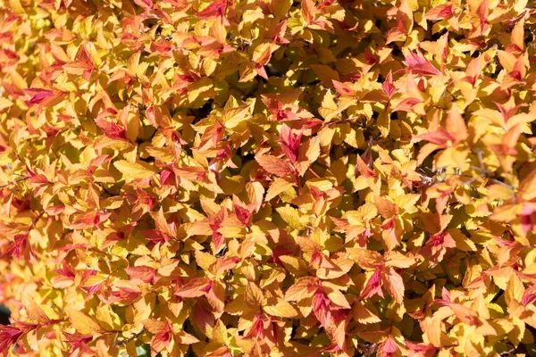 Folhas de arbusto coloridas queda cor natural colorido folha de fundo, folhagem — Fotografia de Stock