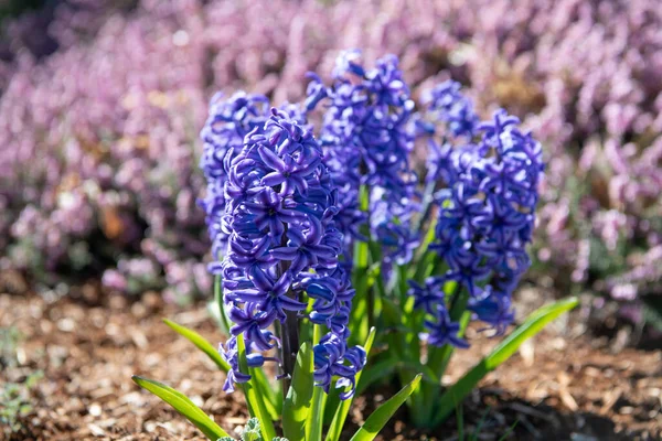 Azul hyacinthus orientalis florescendo no canteiro de flores primavera fundo natural, jacintos — Fotografia de Stock