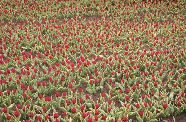 아름다운 튤립 밭. 정원가꾸기 팁. 꽃을 재배 한다. 알뿌리 식물 재배. 자연을 즐기는 것. 꽃을 기르기 위한 흙. 완전 한 진홍색 튤립이 자라고 있어. 튤립 밭. 봄철의 꽃 — 스톡 사진