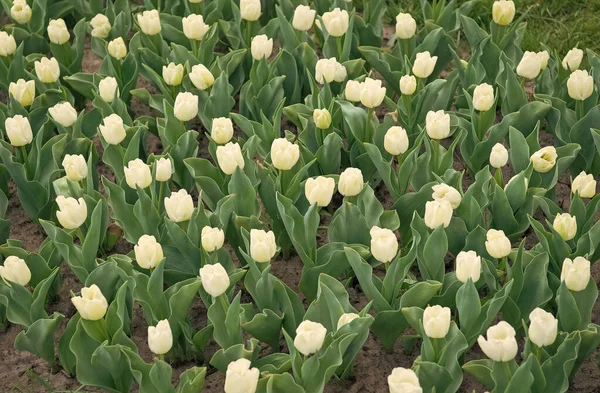 Pól cebulowych wiosną. harmonię w medytacji. Natura jest ludzka przeciw stresowi. Piękne białe pola tulipanów. Holandia wiosną. Ciepły dzień. Kolorowe pole tulipanów, Holandia — Zdjęcie stockowe