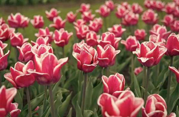 Parco paesaggio primaverile. paese di tulipano. bellezza del campo fiorito. famoso festival dei tulipani. Sfondo naturale. gruppo di aiuola tulipano vacanza rosa. Campi di tulipani in fiore. In armonia con la natura — Foto Stock