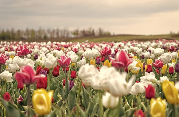 Ultima guida alla stagione dei tulipani in Olanda.I campi di tulipani esplodono coloratamente in piena fioritura. Tulipani filari paesaggio. Fiori freschi. Posti migliori per vedere Tulipani in Olanda. Colori primaverili mozzafiato — Foto Stock