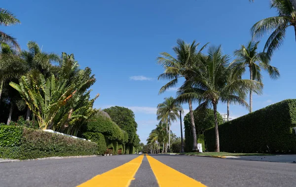 Asphaltstraße mit gelben Markierungslinien entlang von Palmen in Palm Beach Florida, USA, Straße — Stockfoto