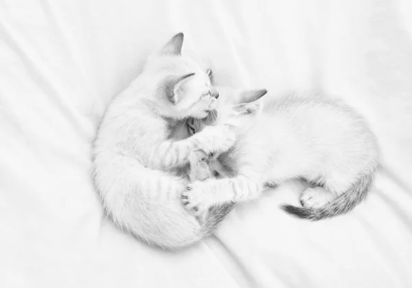 Прекрасный белый котёнок играет друг с другом. Милые котята отдыхают на белом одеяле. Маленькая кошка. любовь и дружба. милый белый котёнок, британский длинноволосый. Идея нежности и детства. — стоковое фото