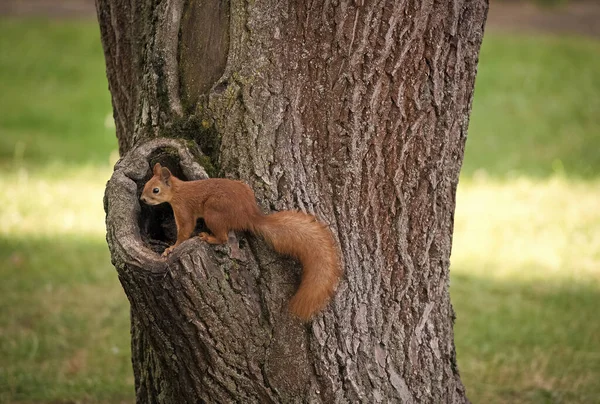 Chcę moje orzeszki. Wiewiórka siedzi w próżni pnia drzewa. Czerwona wiewiórka w parku. Słodkie futrzaste zwierzę w naturalnym środowisku. Dzika przyroda i fauna. Charakter i na zewnątrz — Zdjęcie stockowe