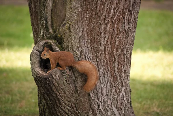 I want my nuts. Squirrel sit at hollow of tree trunk. Red squirrel in park. Cute furry animal on natural environment. Wildlife and fauna. Nature and outdoors — Stock Photo, Image