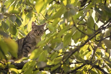 mestizo evcil hayvan. Evsiz hayvanlar. Kedi ağaca tırmandı. Dışarıdaki tüylü kedi yavrusu. Dallarda kedi yetiştirilmişti. evcil hayvan ve hayvan. Veteriner ve veteriner kavramı. safkan ve safkan.