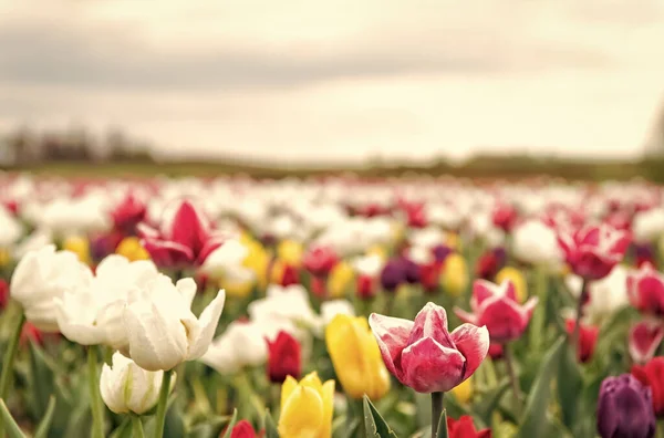 Libertà. tulipano fioritura in primavera. fiore tulipano luminoso con cielo. campo estivo di fiori. giardinaggio e floristica. natura bellezza e freschezza. Tulipani in crescita in vendita. un sacco di fiori per negozio — Foto Stock
