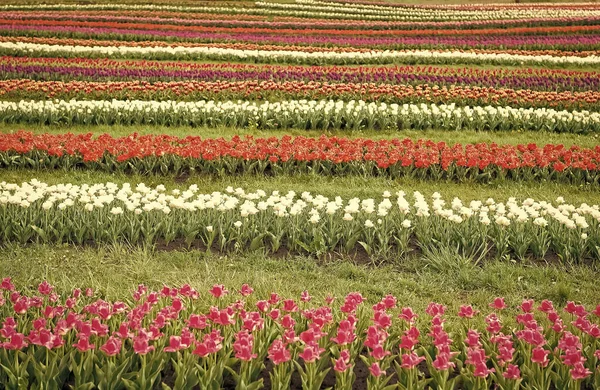 Flores frescas. Cores de primavera deslumbrantes. Melhores lugares para ver tulipas na Holanda. Campos de tulipa colorida estourar em plena floração. Guia final para a temporada de tulipas na Holanda. Tulipas linhas paisagem — Fotografia de Stock