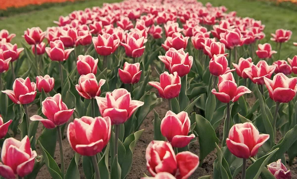 Famoso festival dei tulipani. Sfondo naturale. gruppo di aiuola tulipano vacanza rosa. Campi di tulipani in fiore. parco paesaggio primaverile. paese di tulipano. bellezza del campo fiorito. Relax estivo — Foto Stock