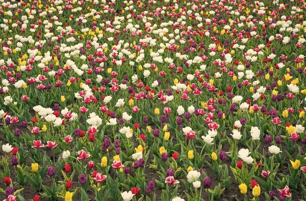 Voorjaarsachtergrond. Veelkleurige bloemen. Tulpenvelden kleurrijke barsten in volle bloei. Vrouwendag. Parfum geur en aroma. Bloemenwinkel. Bloemen kweken. Diversiteit concept. Natuurlijke schoonheid — Stockfoto