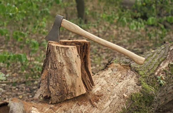 tree cut with axe. survive in wild nature concept. ax stuck in a tree stump. axe in the forest. cut tree outdoor. wanderlust, hiking and travel