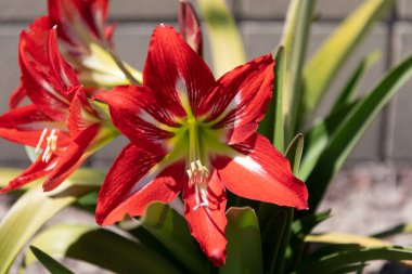 Beyaz yıldızlı kadife gibi kırmızı yapraklar. Çiçek açan Amarillis çiçekleri. Çiçek açmış Barbados Amaryllis