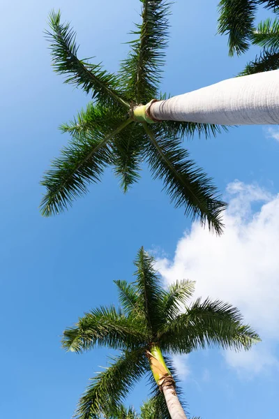 Tropical coconut palm trees on bright blue sky bottom view, tropics — 스톡 사진