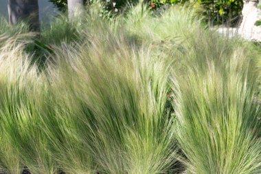 Nassella tenuissima or Mexican feathergrass ornamental grass plant grassy background, grasses clipart