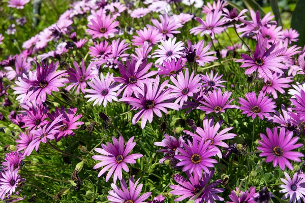 Barva vaší jarní zahrady s osteospermum. Kvetoucí rostlina osteospermie. Rozkvetlé sedmikrásky — Stock fotografie