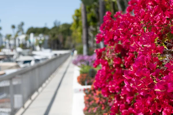 Bougainvillea lub kwiat papieru kwitnący z różowymi warkoczami na rozmazanej przestrzeni kopiowej promenady, kwitnący — Zdjęcie stockowe