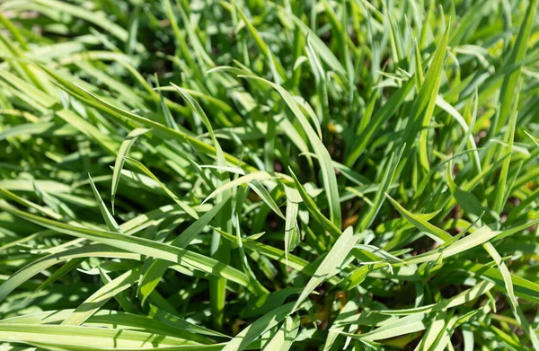 Grama folhosa exuberante. Folhas de relva verde. Fundo de relva. Planta nativa. Vegetação de verão — Fotografia de Stock