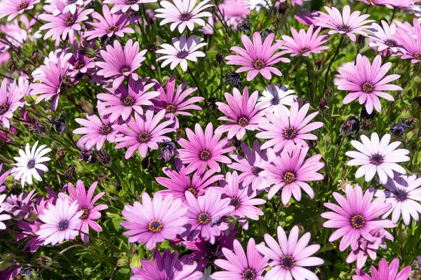 Blommande osteospermum vÃ ¤xt med lila blomma blommar pÃ ¥vÃ ¥rfält, prÃ ¤stkragar — Stockfoto