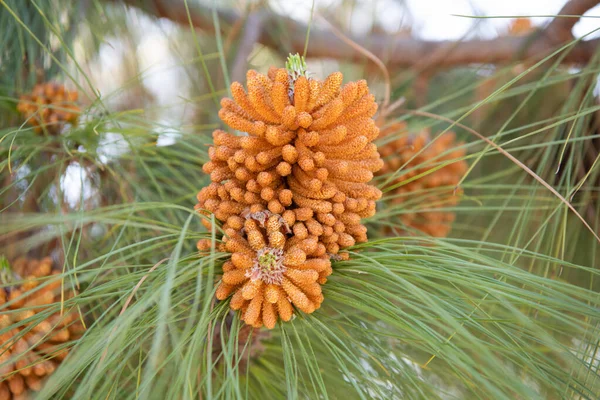 Male pollen staminate pine cones or strobili on needle-leaved coniferous tree, pinecones — Stock Photo, Image