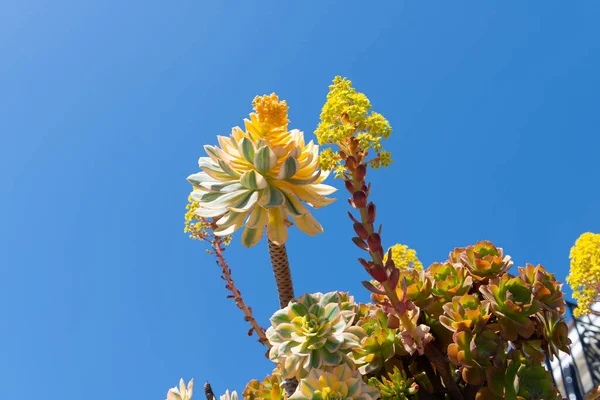 Flowering succulents. Blooming succulent plants. Sedum or stonecrops on blue sky — Photo