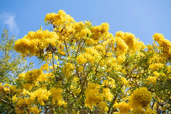 Tabebuia δέντρο σε άνθος. Η κορυφή του δέντρου ανθίζει. Ανθισμένα κίτρινα λουλούδια στον γαλάζιο ουρανό — Φωτογραφία Αρχείου