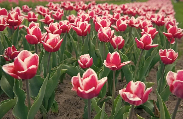 Paese di tulipano. bellezza del campo fiorito. famoso festival dei tulipani. Sfondo naturale. gruppo di aiuola tulipano vacanza rosa. Campi di tulipani in fiore. parco paesaggio primaverile. Primavera in vaso — Foto Stock